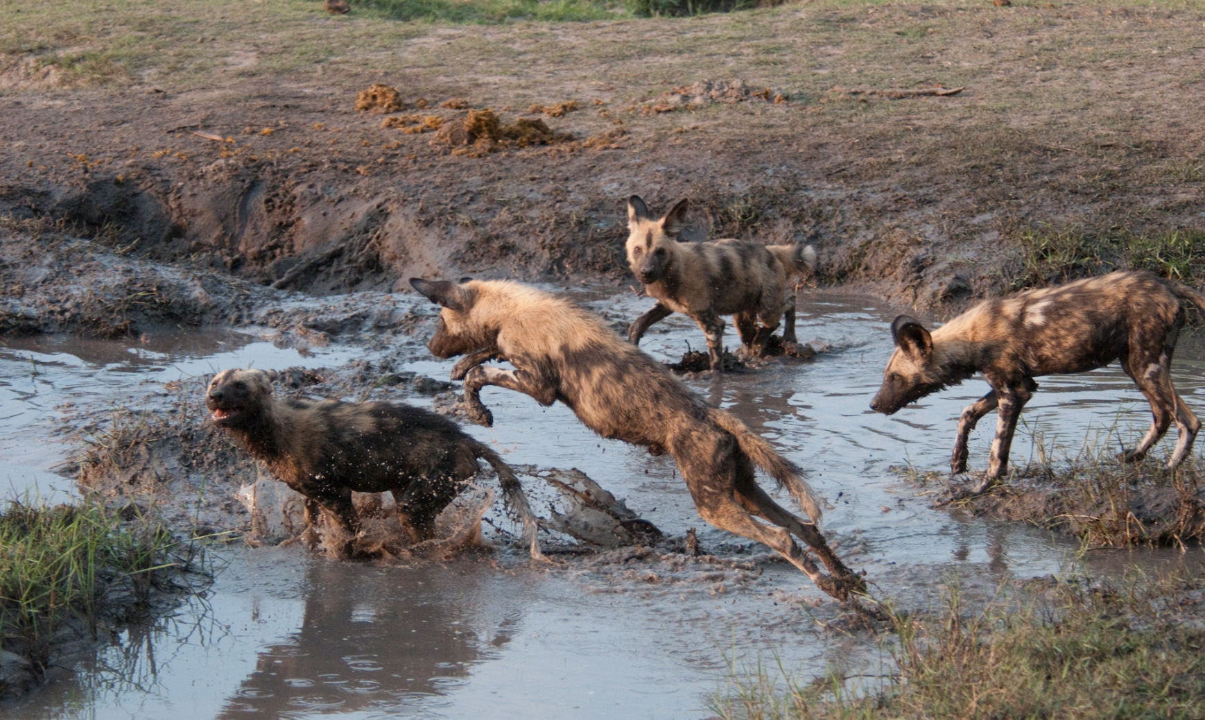 What do wild dogs eat?